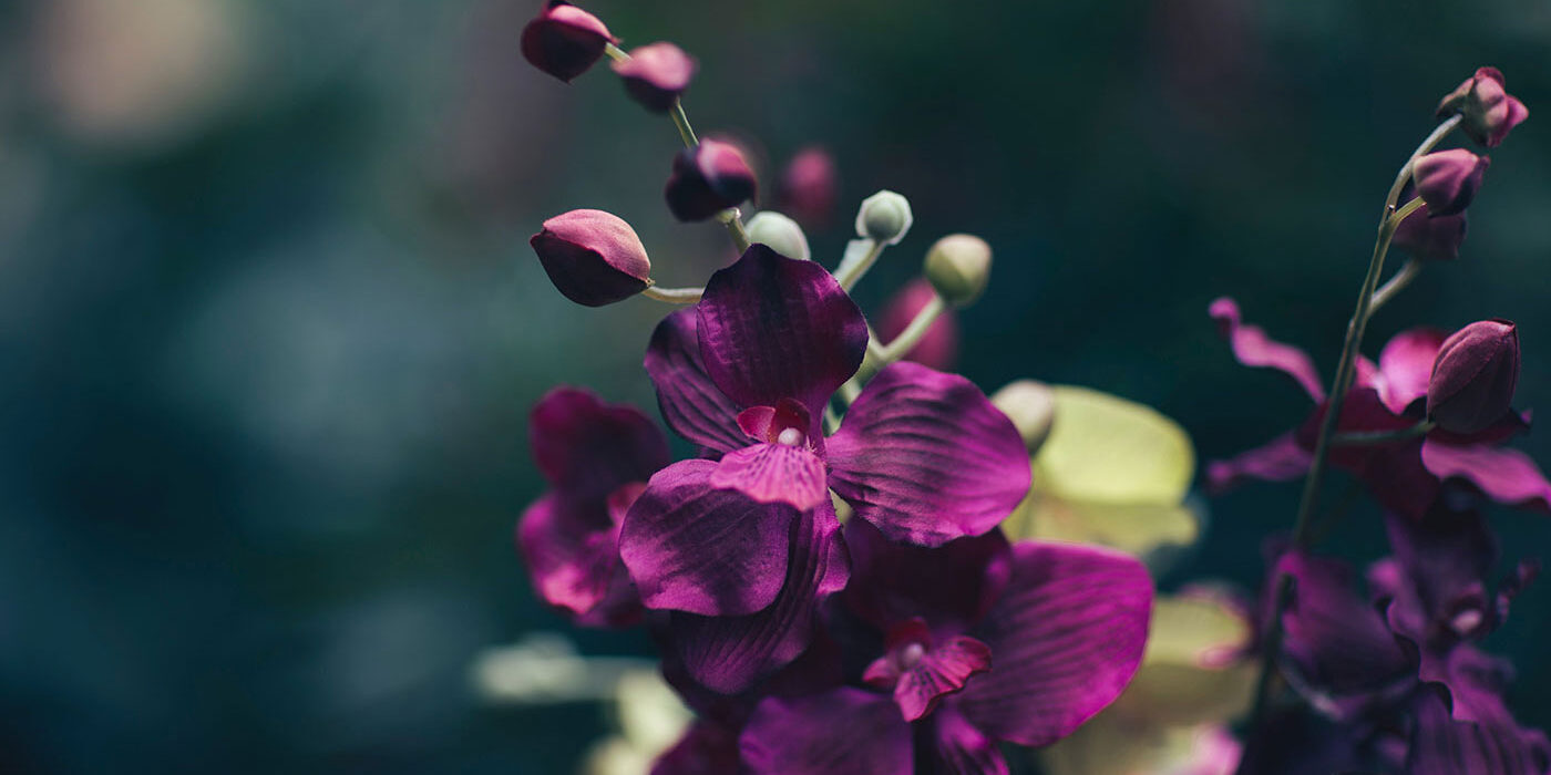 Orchids